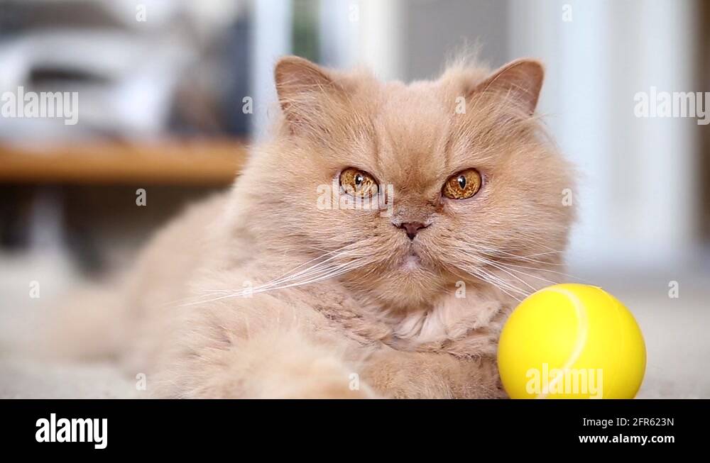 Cat fur ball Stock Videos & Footage HD and 4K Video Clips Alamy