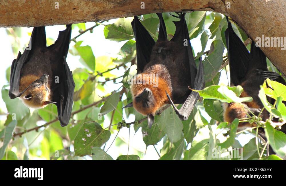 Fruit Bats Hanging Upside Down Stock Video Footage Alamy