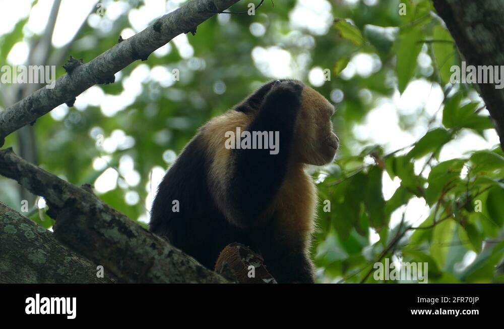 Monkey ear tree Stock Videos & Footage - HD and 4K Video Clips - Alamy