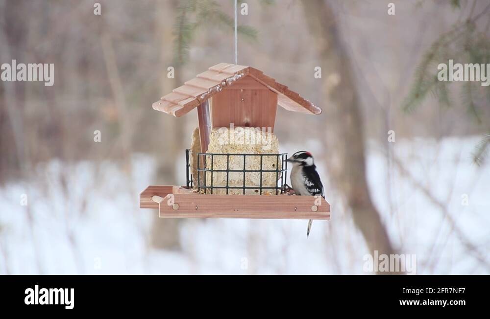 Woodpecker bird feeder Stock Videos & Footage - HD and 4K Video Clips