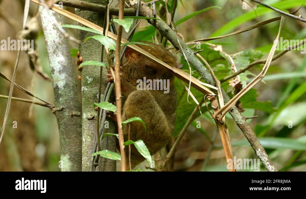 Philippine tarsier sleeping in a tree Stock Video Footage - Alamy