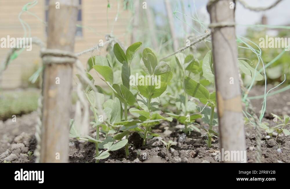Bamboo canes gardening Stock Videos & Footage HD and 4K Video Clips Alamy