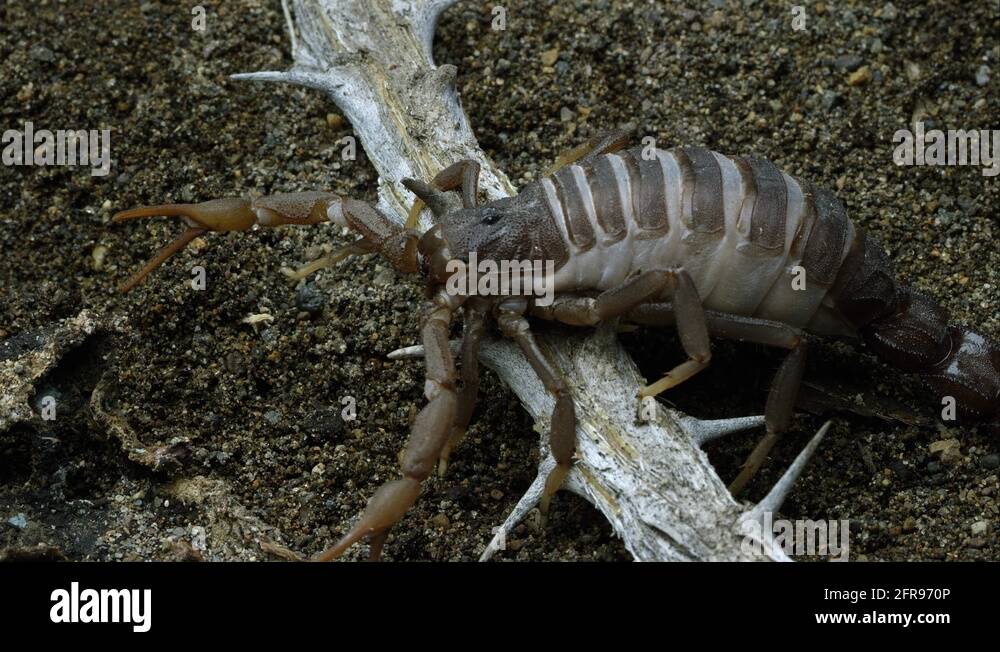 Scorpion stick Stock Videos & Footage - HD and 4K Video Clips - Alamy