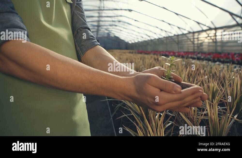 Arms plant Stock Videos & Footage HD and 4K Video Clips Alamy