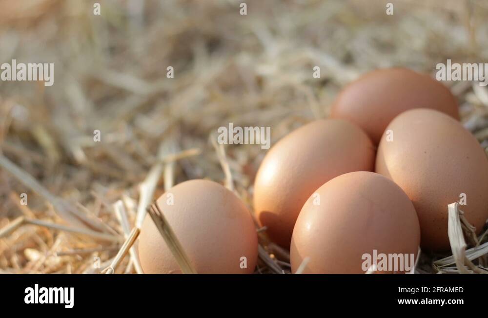 Кремовые яйца. Яйцо кремовое. Яйцо кремового цвета куриное. Яйцо куриное фермерское. Инкубационные яйца кремового цвета.