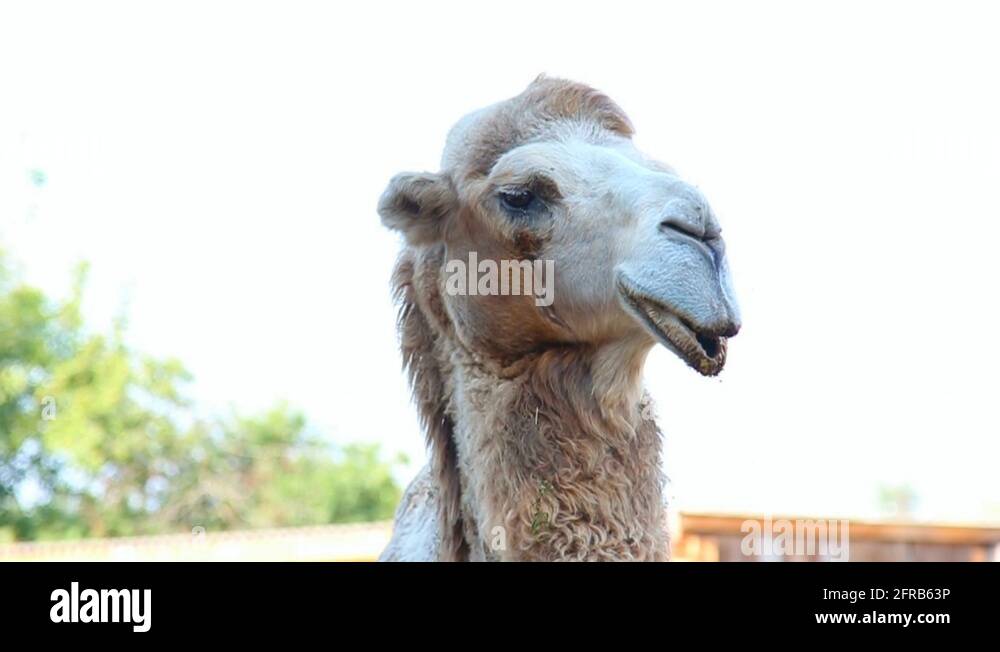 Two humps camel Stock Videos & Footage HD and 4K Video Clips Alamy