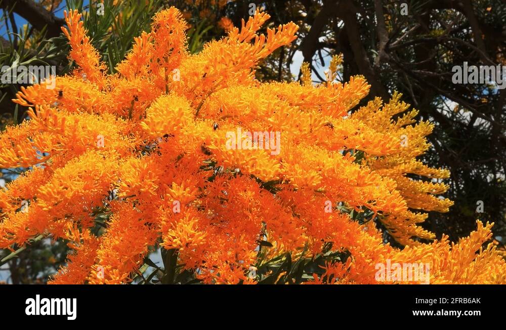 Australian native christmas tree flower Stock Videos & Footage - HD and