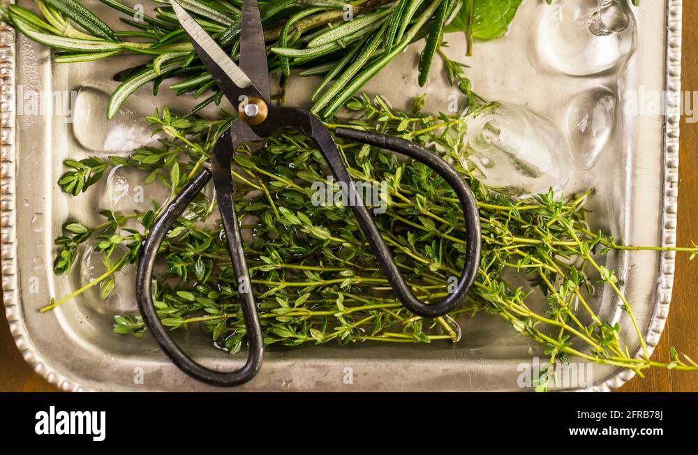 Mint rosemary Stock Videos & Footage HD and 4K Video Clips Alamy