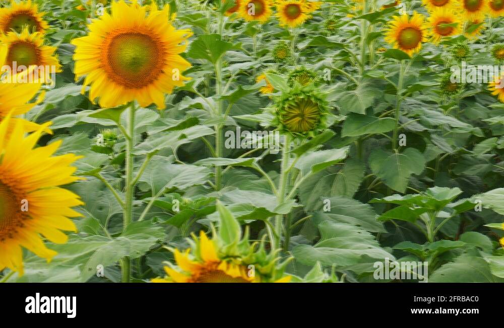 Sunflower farm Stock Videos & Footage HD and 4K Video Clips Alamy