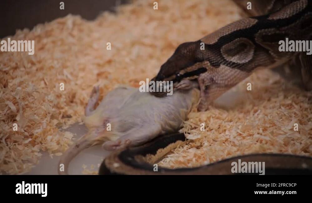 Snake eating rat Stock Videos & Footage - HD and 4K Video Clips - Alamy