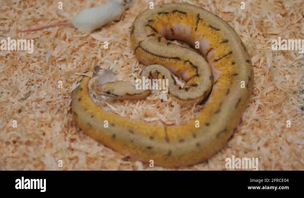 Scared snake Stock Videos & Footage HD and 4K Video Clips Alamy