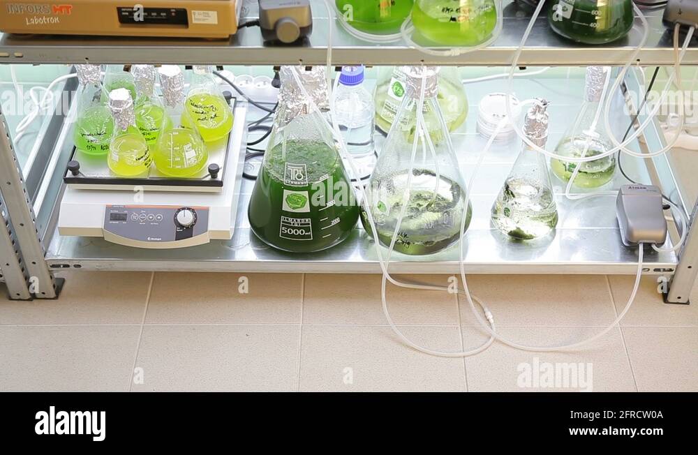 Algae storage Stock Videos & Footage HD and 4K Video Clips Alamy