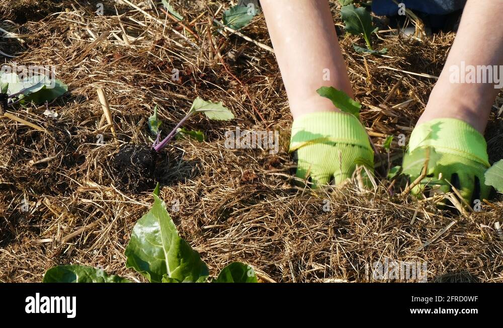 Planting young vegetable plant in hay and straw permaculture garden