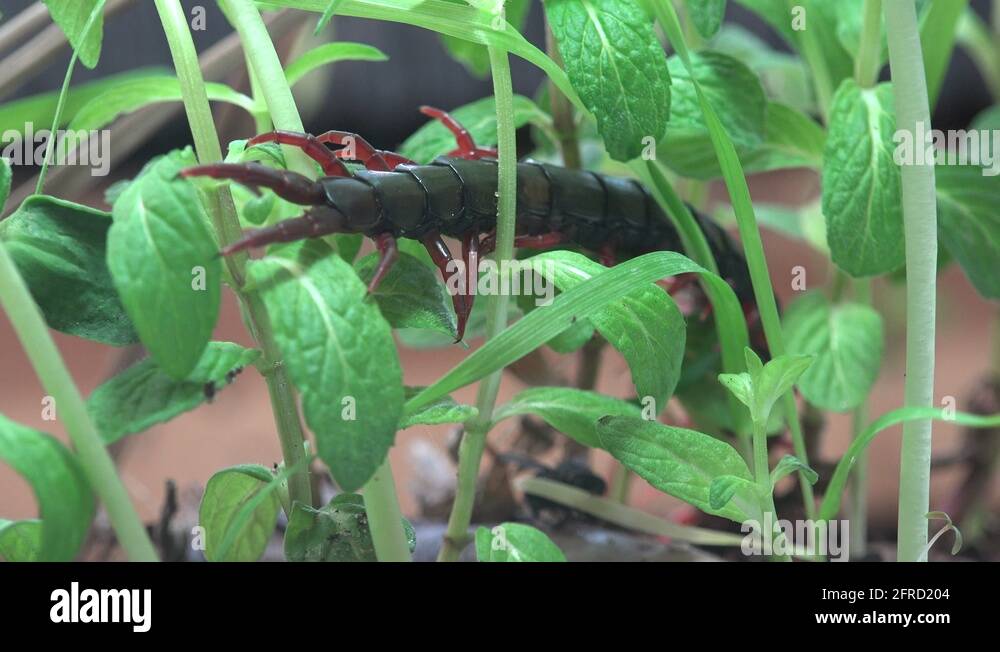 Black Scolopendra, Centipede insect macro red legs and hard shell Stock ...