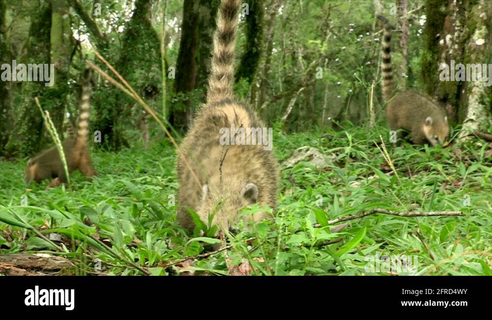 Jungle animals in their habitat Stock Videos & Footage HD and 4K