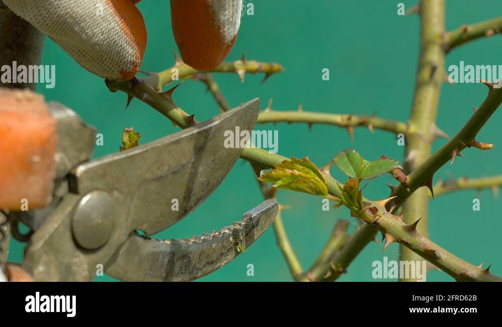Pruning Roses Stock Videos Footage Hd And 4k Video Clips Alamy Pruning Roses Stock Videos Footage Hd And 4k Video Clips Alamy