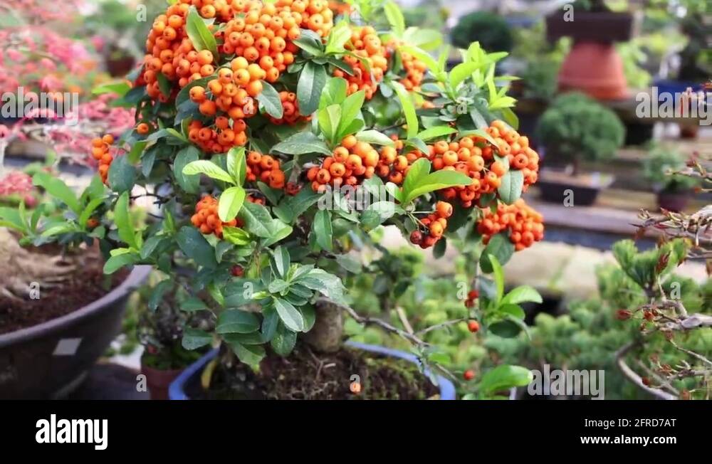 Bonsai orange tree Stock Videos & Footage HD and 4K Video Clips Alamy