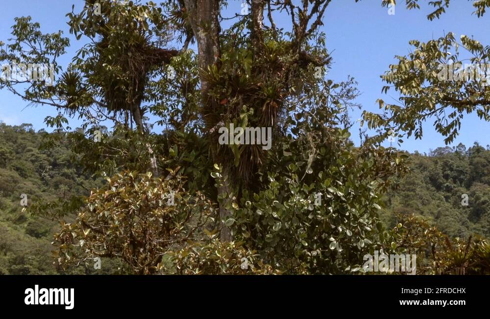 Tilt up a large tree festooned with epiphytes (bromeliads ferns and orchids) in Stock Video