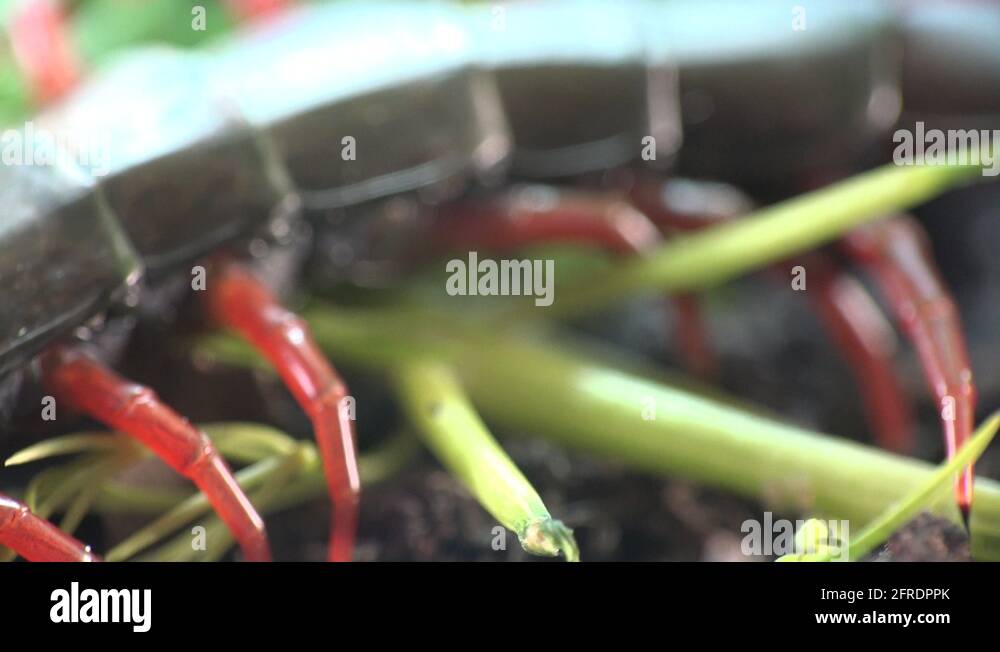 Black Scolopendra, Centipede insect macro red legs and hard shell Stock ...