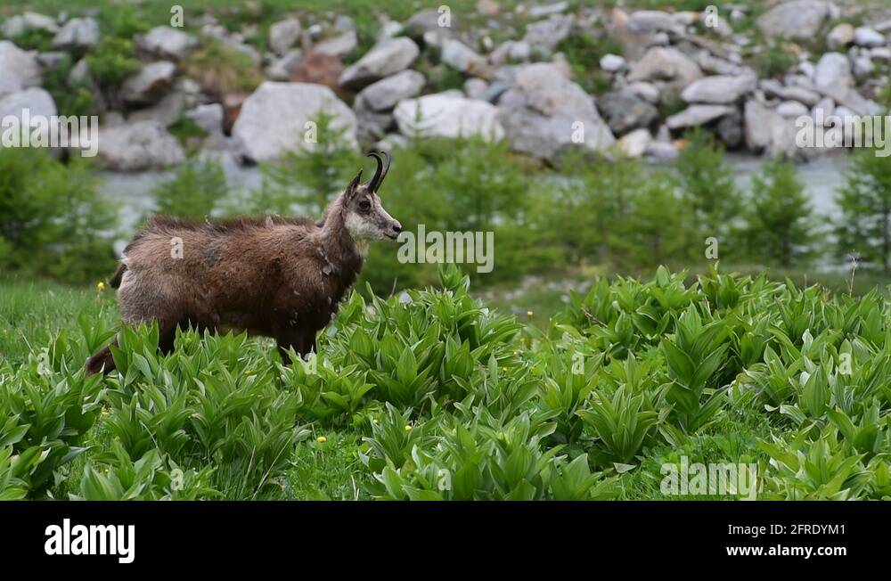 Chamois france Stock Videos & Footage HD and 4K Video Clips Alamy