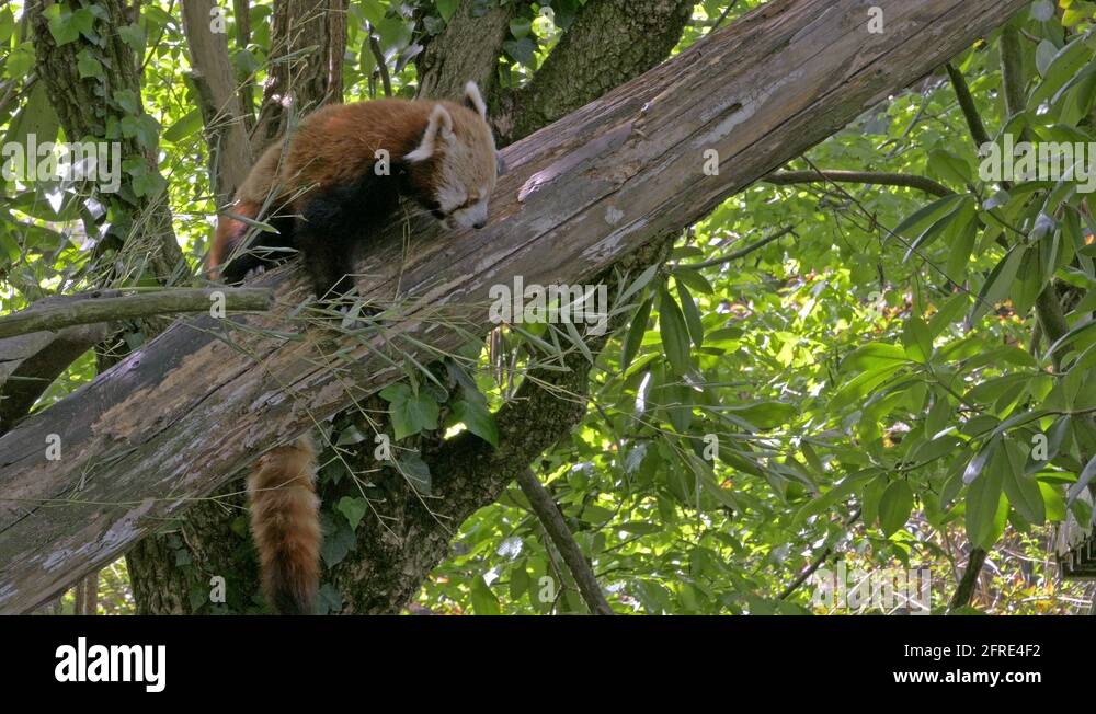 Red panda bamboo Stock Videos & Footage - HD and 4K Video Clips - Alamy