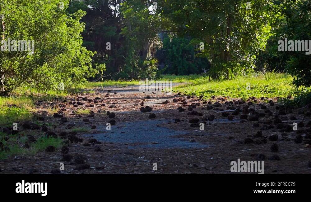 Concrete pathway Stock Videos & Footage - HD and 4K Video Clips - Alamy