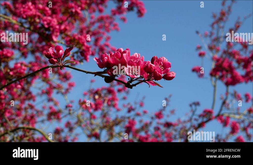 Red Cherry Blossom Tree Stock Videos Footage HD And 4K Video Clips red-cherry-blossom-tree-stock-videos-footage-hd-and-4k-video-clips