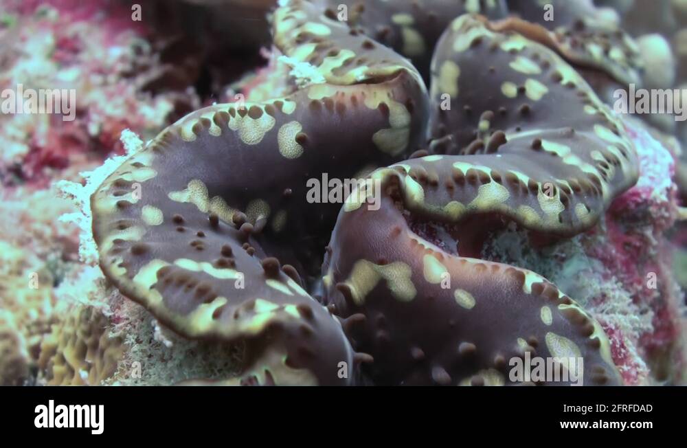 Clam Tridacna maxima. Underwater marine life Stock Video Footage Alamy