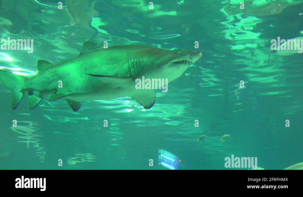 Jaws shark real Stock Videos & Footage - HD and 4K Video Clips - Alamy