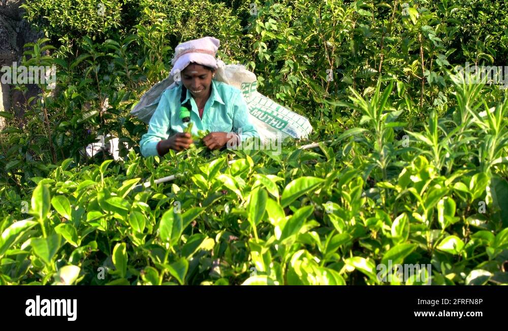 Flower pickers Stock Videos & Footage HD and 4K Video Clips Alamy