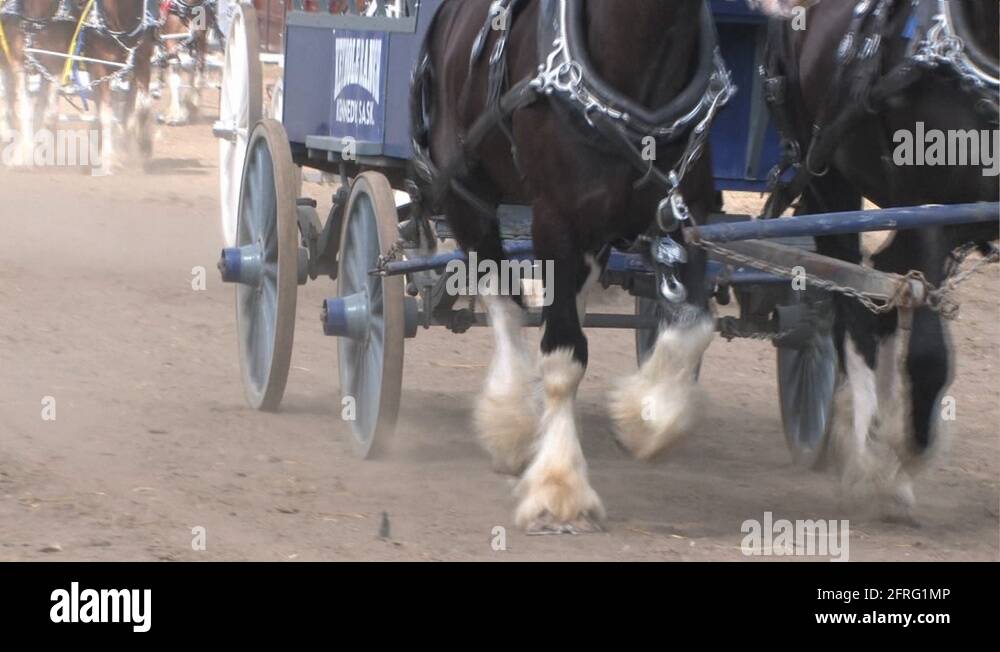 Team clydesdale pulling wagon Stock Videos & Footage HD and 4K Video