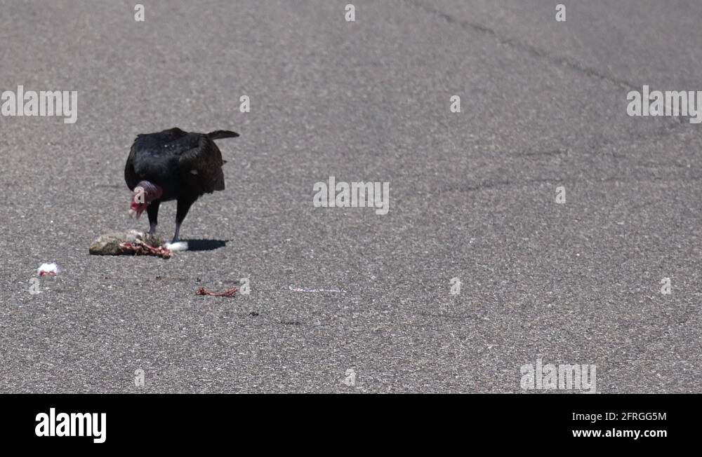 Decaying carrion Stock Videos & Footage HD and 4K Video Clips Alamy