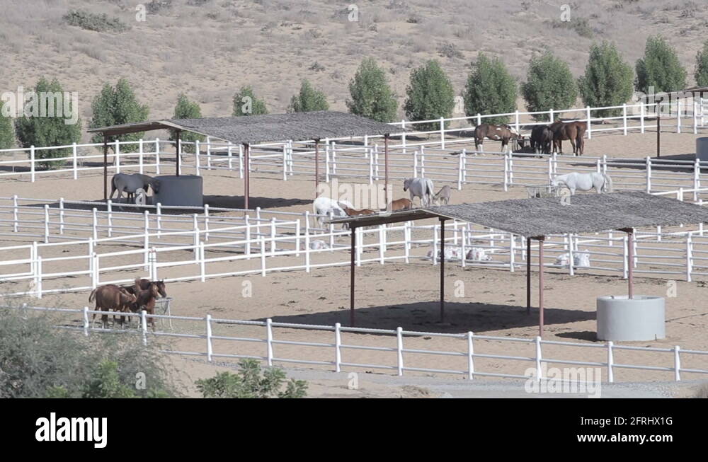 Horses farm stud Stock Videos & Footage HD and 4K Video Clips Alamy