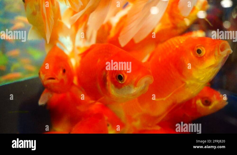 Ornamental Stock Videos & Footage HD and 4K Video Clips Alamy
