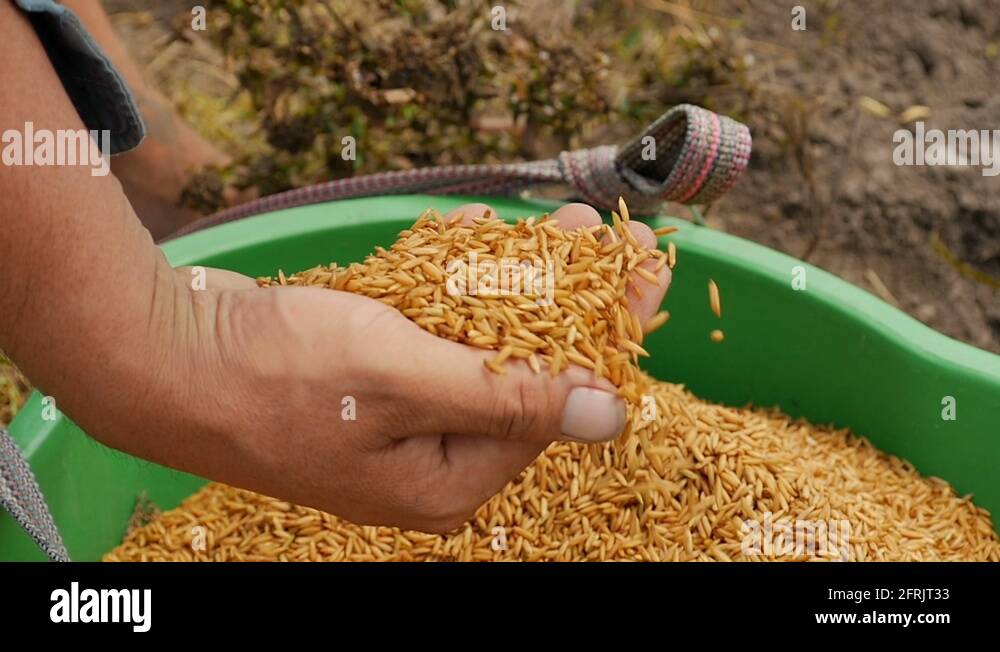 Vietnamese peasant Stock Videos & Footage HD and 4K Video Clips Alamy