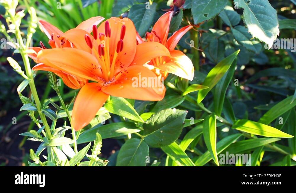 Soil lilies Stock Videos & Footage HD and 4K Video Clips Alamy