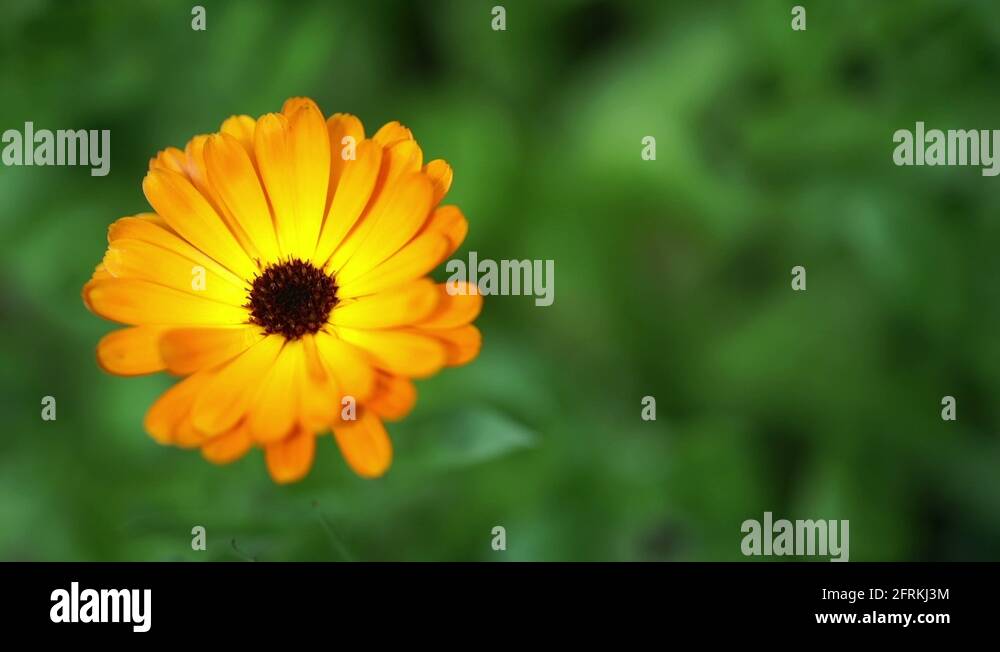 Calendula or pot marigold, edible, orange, daisy like flower Stock