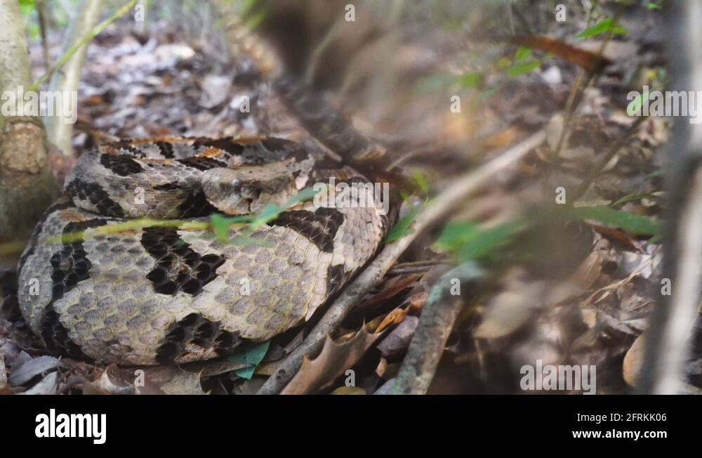 Rattlesnake bite Stock Videos & Footage HD and 4K Video Clips Alamy