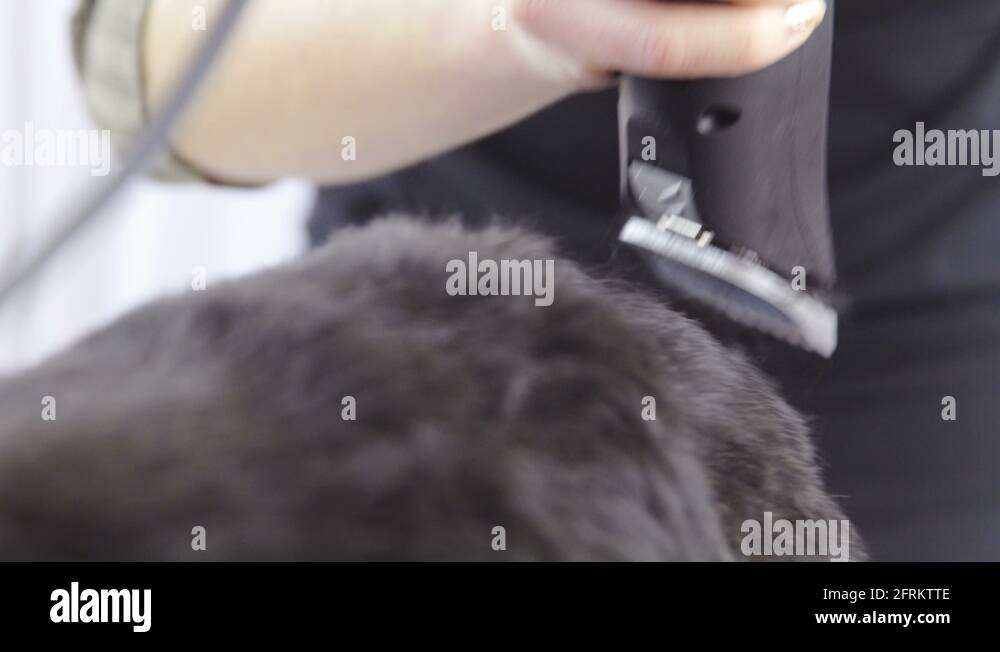 Dog hair clipping around small legs closeup 4K Stock Video Footage Alamy