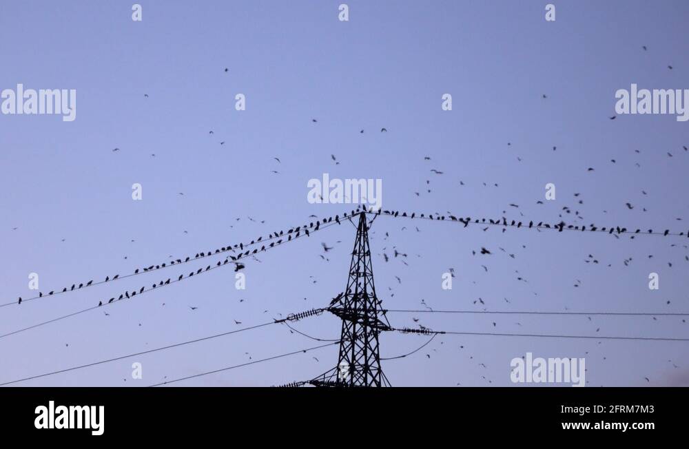Power lines birds in flight Stock Videos & Footage HD and 4K Video