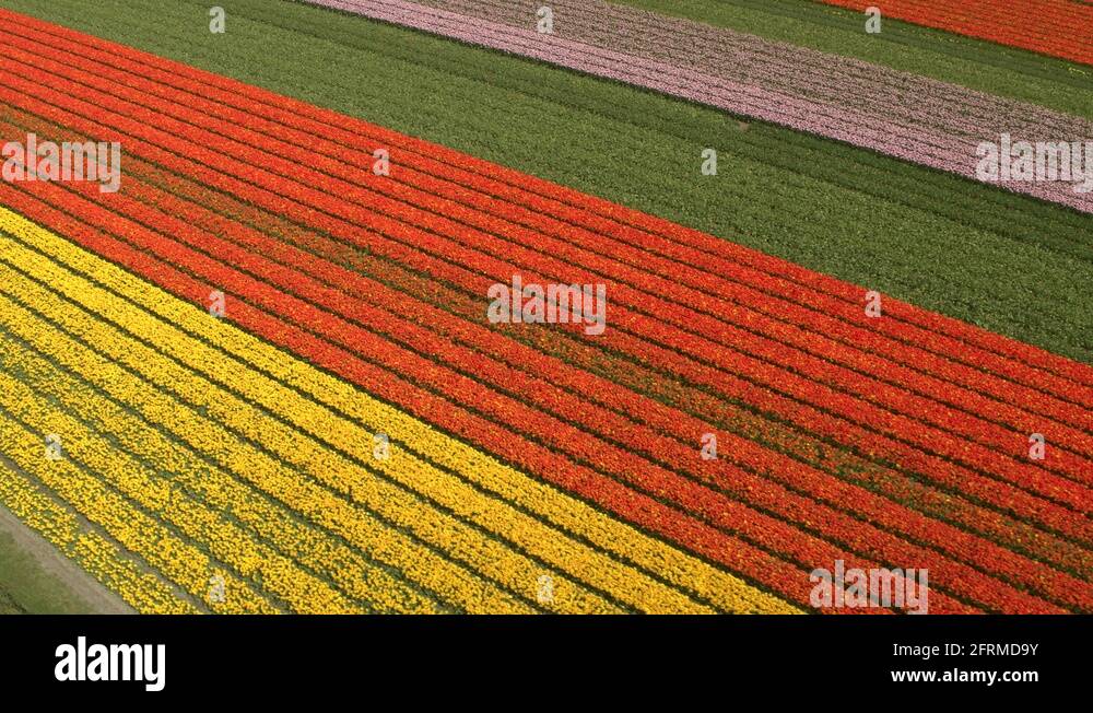 Yellow Rows Endless rows blooming tulips Stock Videos & Footage - HD and 4K Video ...