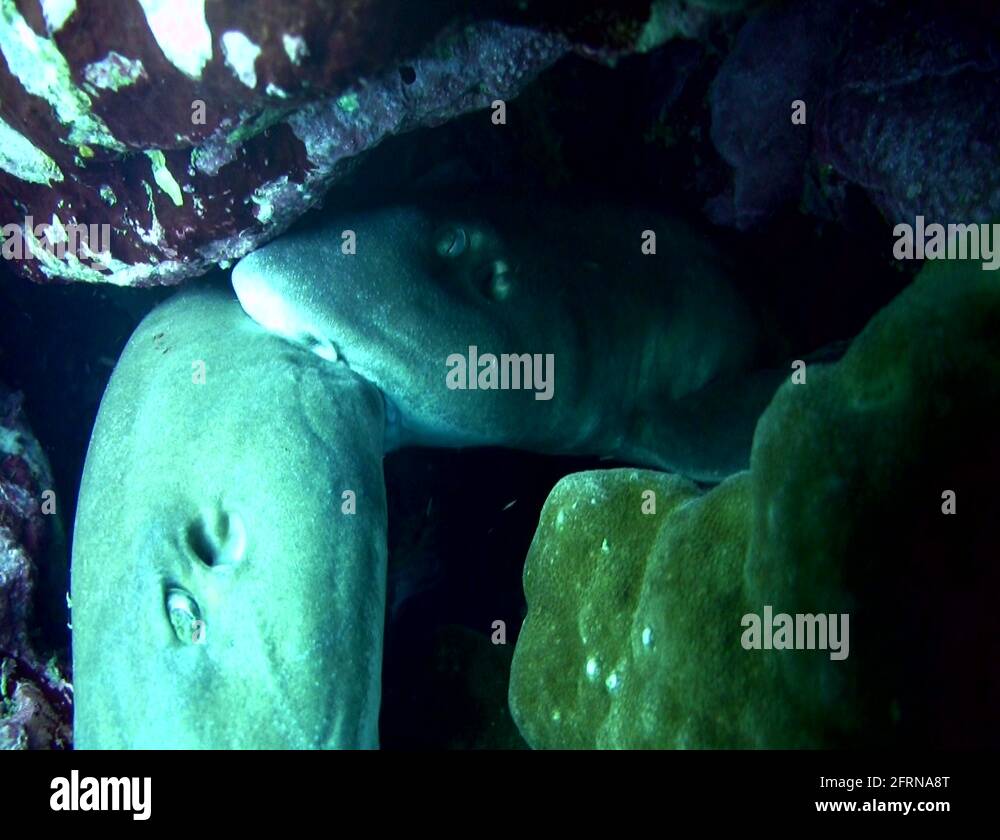 Grey bamboo shark (Chiloscyllium griseum) mating 1 Stock Video Footage