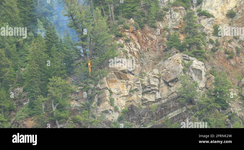 Forest Fire started by lightning hitting tree thunderstorm DCI 4K Stock