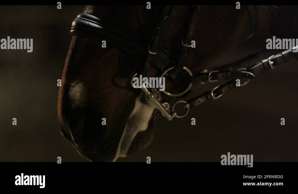 Horse breathing Stock Videos & Footage HD and 4K Video Clips Alamy