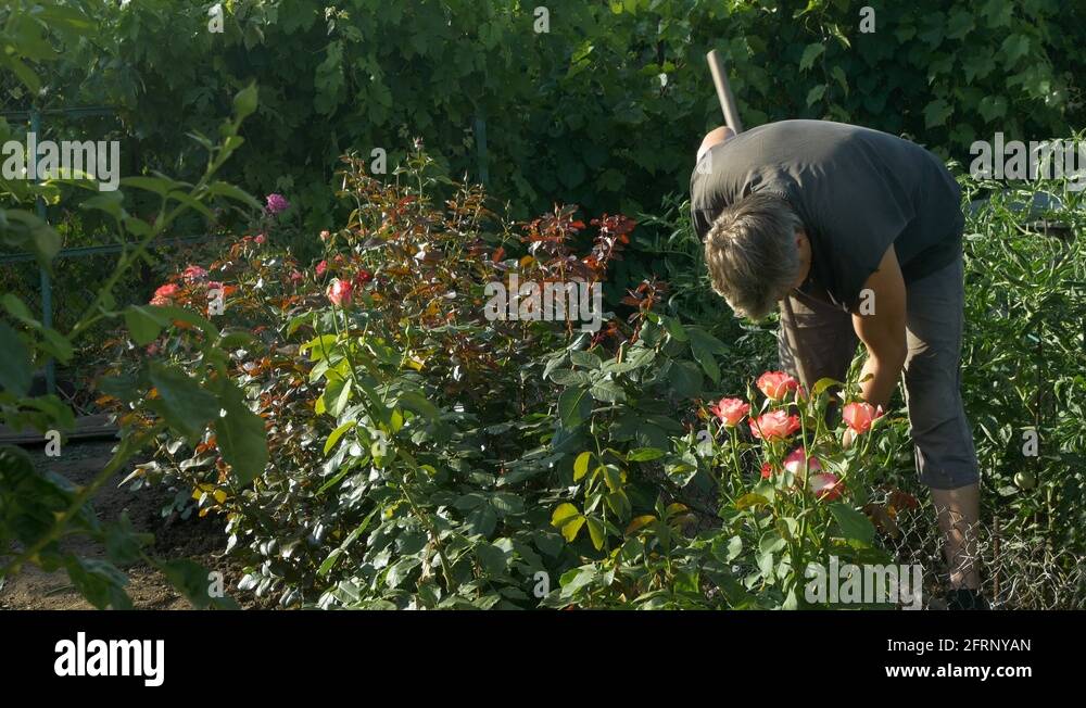 Summer song rose Stock Videos & Footage - HD and 4K Video Clips - Alamy