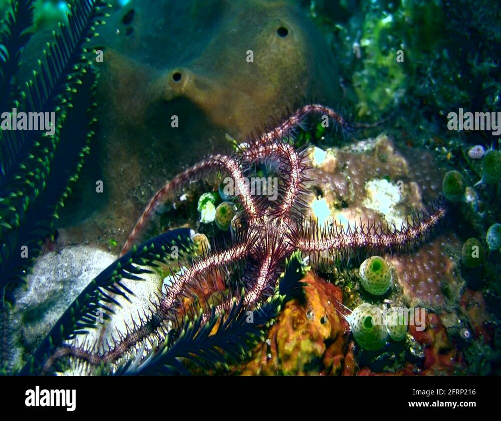 Brittle star (Ophiomastix variabilis) crawling Stock Video Footage Alamy