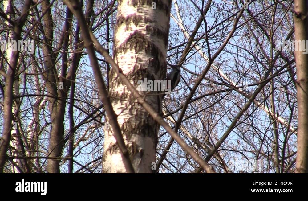 A birch tree Stock Videos & Footage HD and 4K Video Clips Alamy