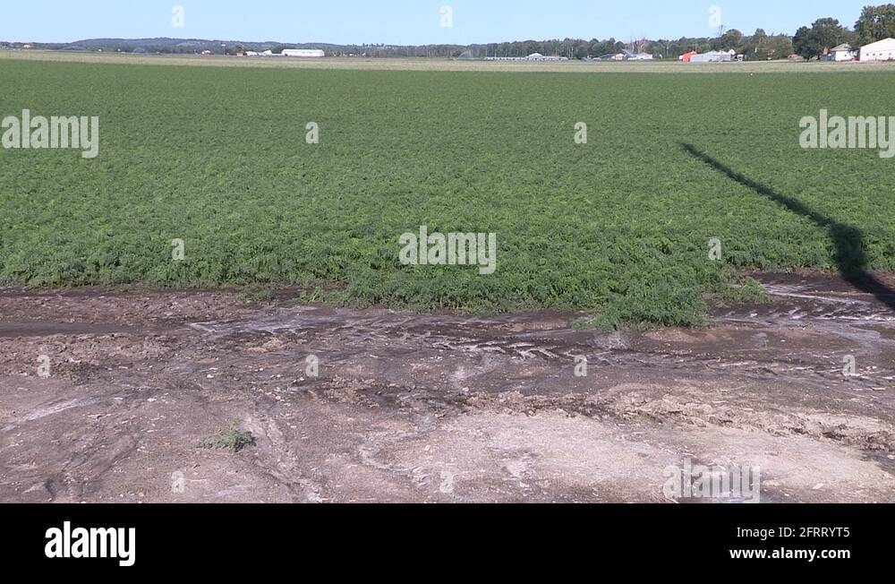 Crops growing in fertile farm land of holland marsh Canada Stock Video