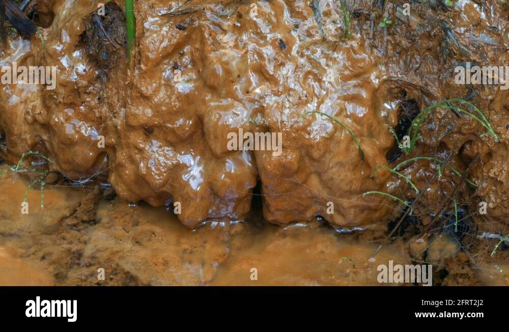 железные бактерии. железы бактерий. железобактерии (geobacter, gallionella). железобактерии среда обитания. окисление железобактерий.