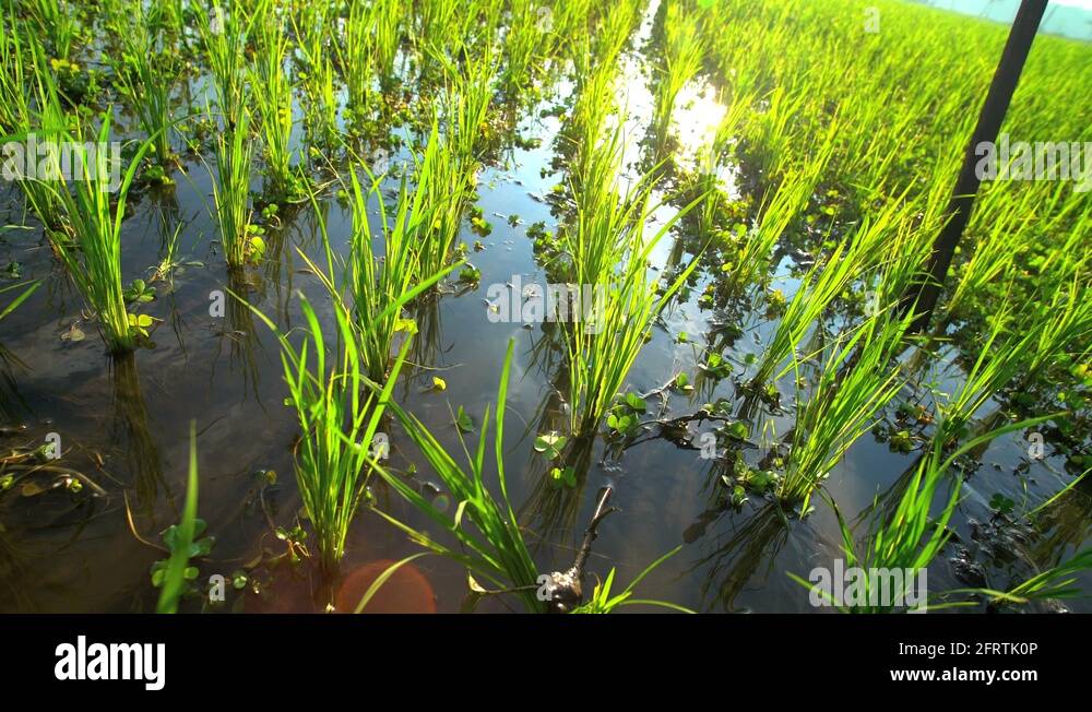 Manual irrigation Stock Videos & Footage HD and 4K Video Clips Alamy